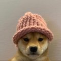 Dogwifhat (WIF) ICO